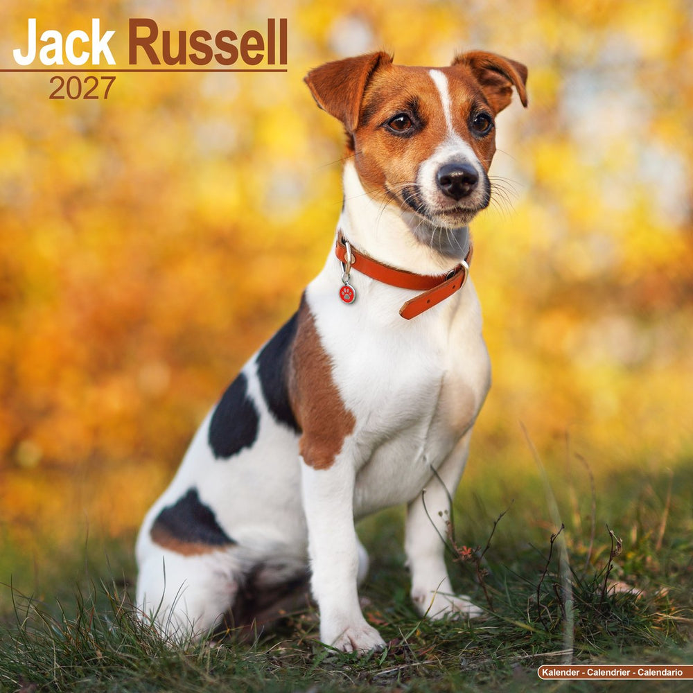 Jack Russell Wall Calendar 2027