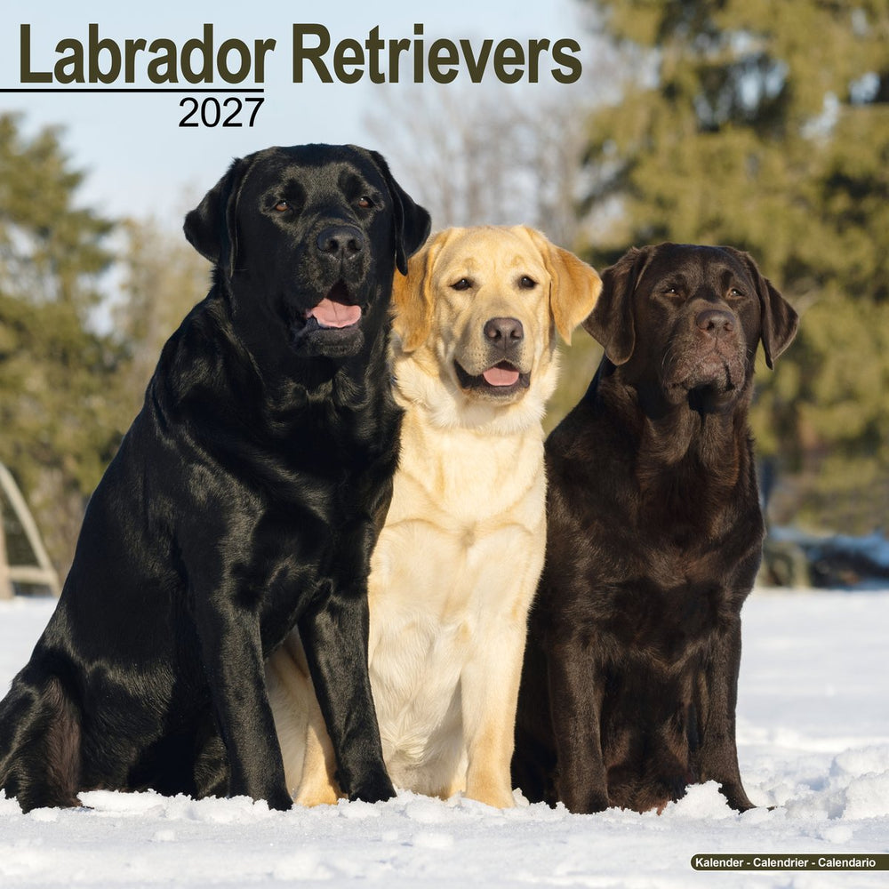 Labrador Retrievers 2027 Calendar
