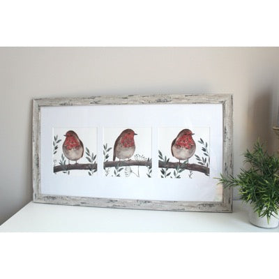 Robin Trio Framed Print