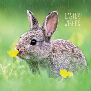 Easter Bunny & Duckling Cards