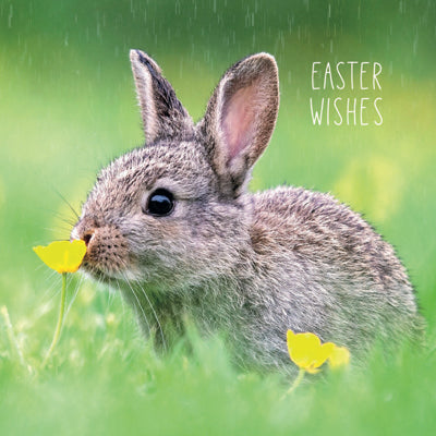 Easter Bunny & Duckling Cards