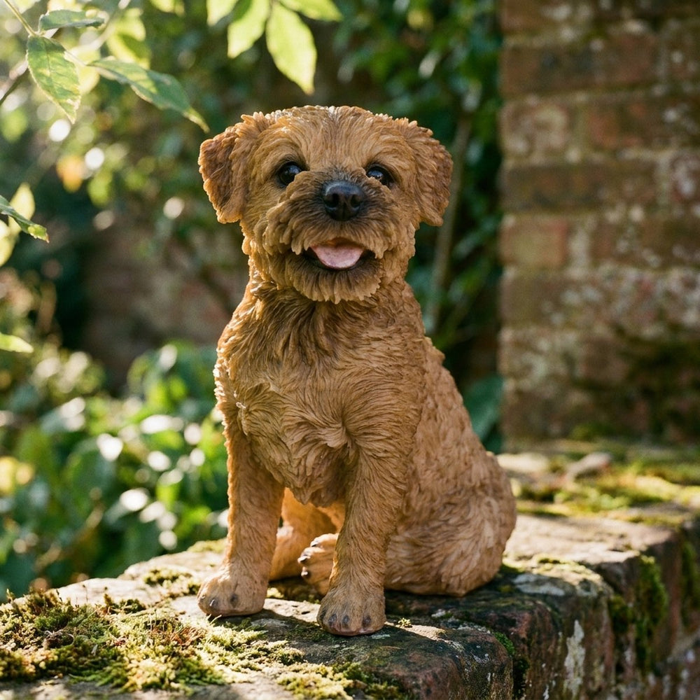 Bertie Border Terrier