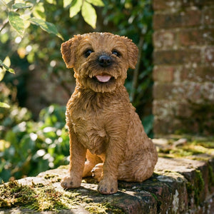 Bertie Border Terrier