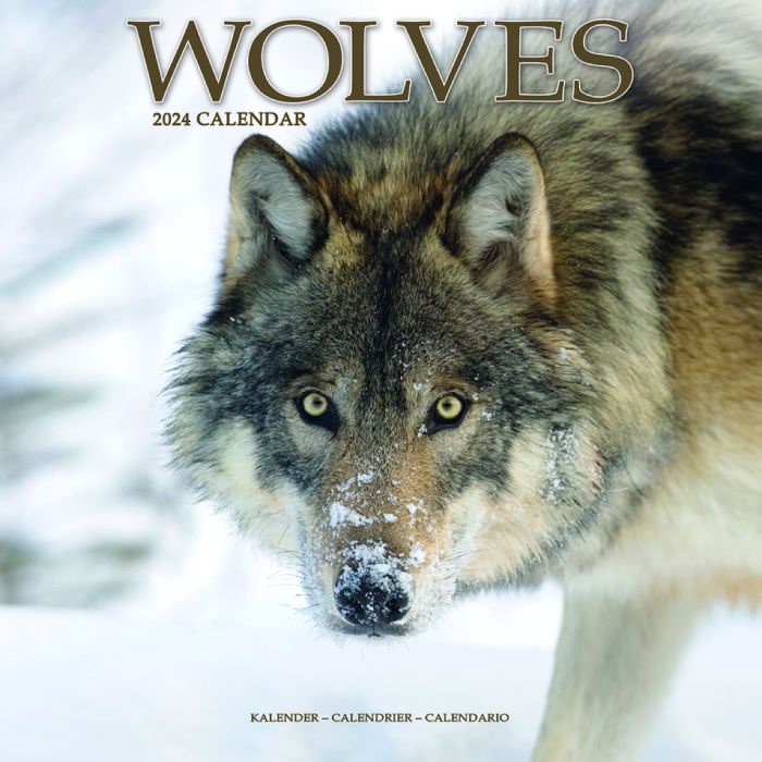 Owl Barn Gifts Wolves 2024 Calendar