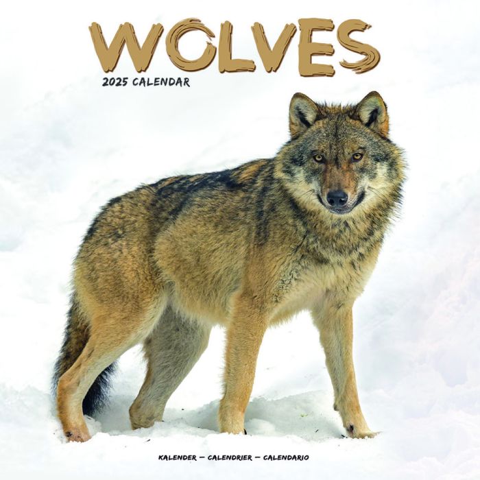 Owl Barn Gifts Wolves 2024 Calendar