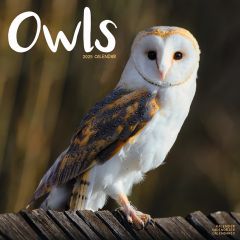 Owls Calendar 2026