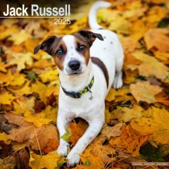 Jack Russell Wall Calendar 2025