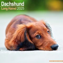 Dachshund 2024 Calendar