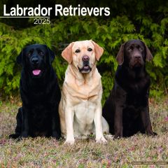 Labrador Retrievers 2024 Calendar