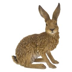 Sitting Hare