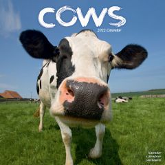 Cows Calendar 2022