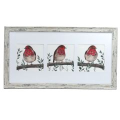 Robin Trio Framed Print