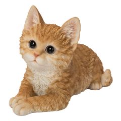 Little Ginger Kitten