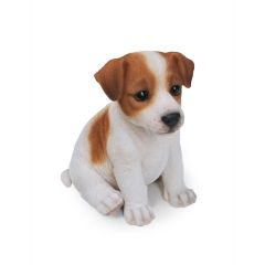 Jack Russell Puppy