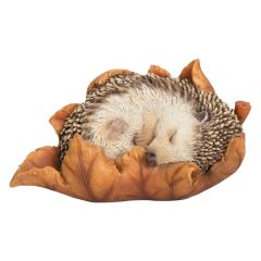 Baby Hedgehog in Leaf