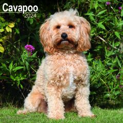 Cavapoo Calendar 2024