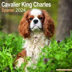 Cavalier King Charles 2024