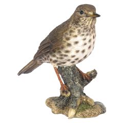 Song Thrush