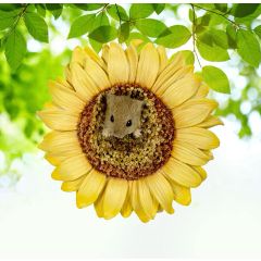 Hanging Harvest Mouse in Sunflower