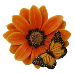 African Daisy Butterfly